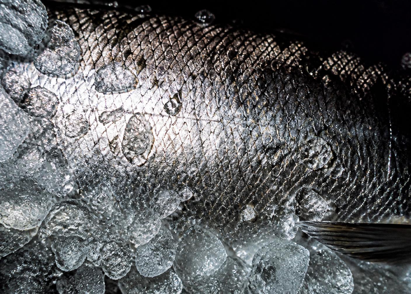Macro detail of wet scales in crushed ice
